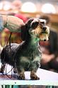 Crufts2011_2 1537